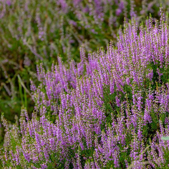Miel de Bruyère Callune