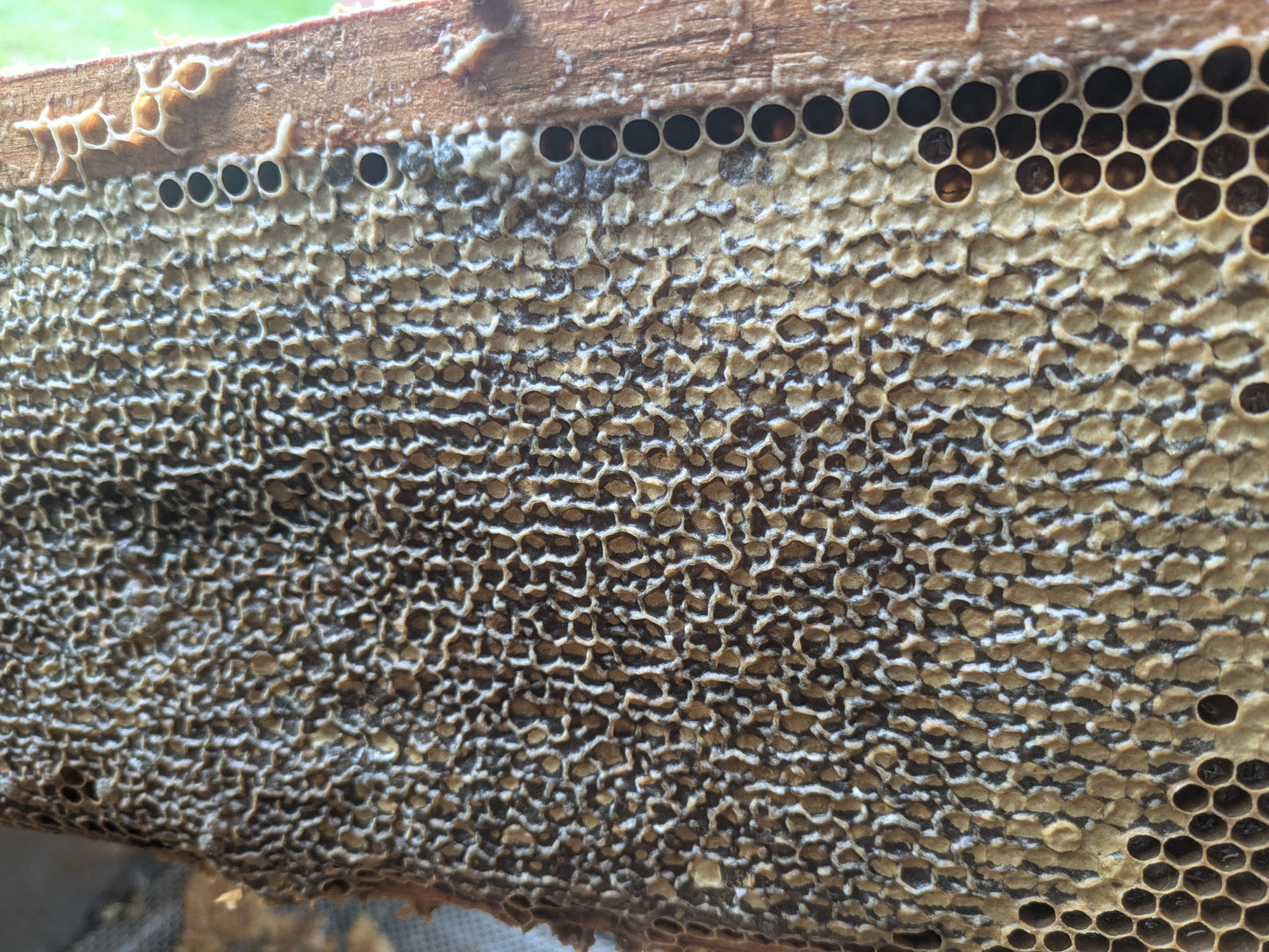 Miel de Ronce Chataignier