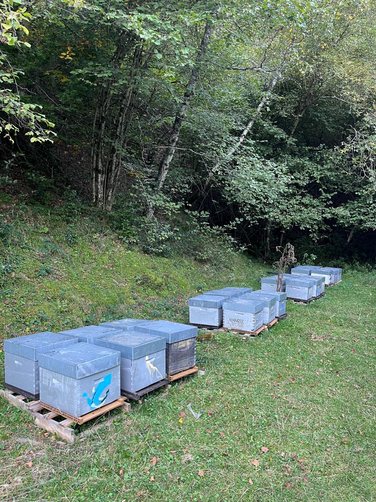 Miel fruitiers et fleurs de Printemps
