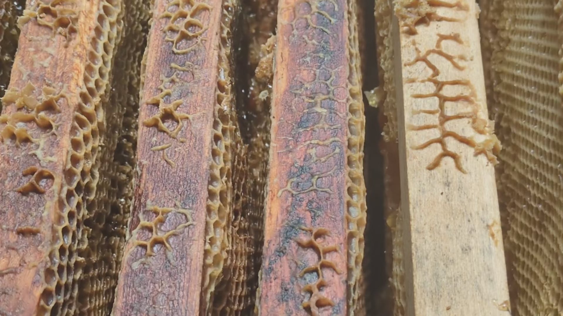 Charger la vidéo : 