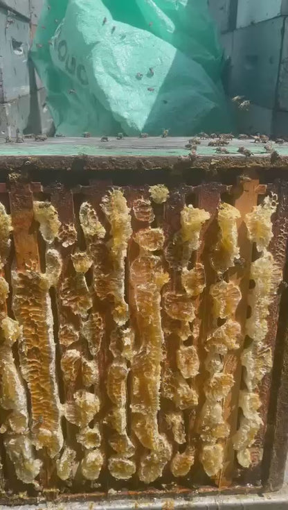 Miel fruitiers et fleurs de Printemps