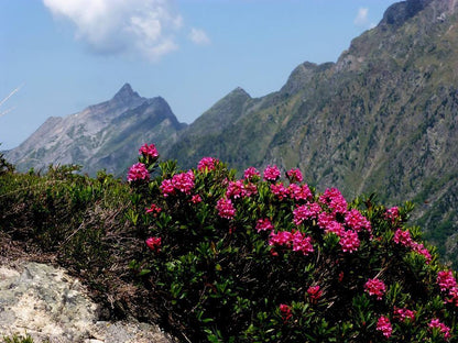 Miel de Rhododendron